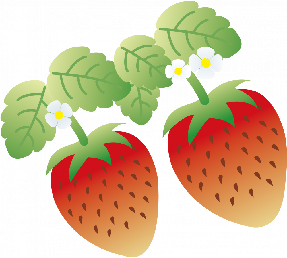 【千葉県】春ですよ♪房総お花摘みと海鮮昼食と館山いちご狩り食べ放題