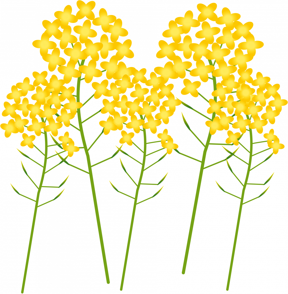 【千葉県】遅めの出発・昼食は高級弁当付き・房総お花摘み日帰りの旅